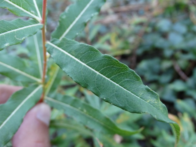 Epilobium angustifolium