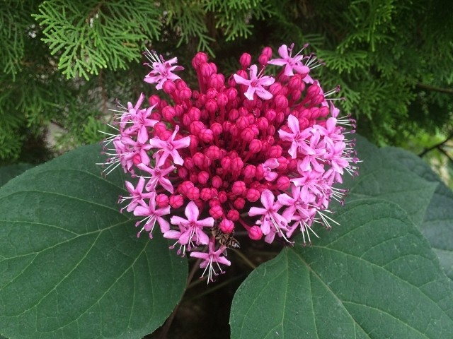 Clerodendrum bungei