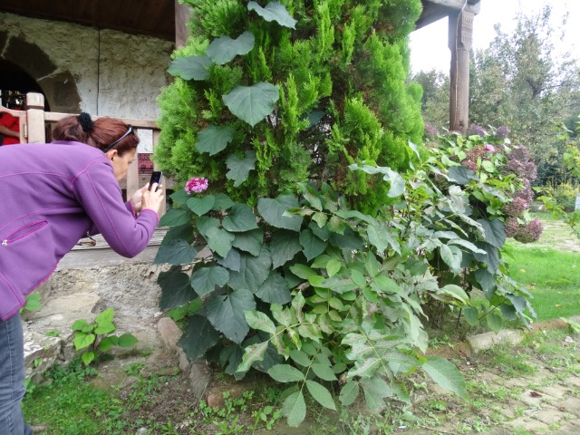 Clerodendrum bungei