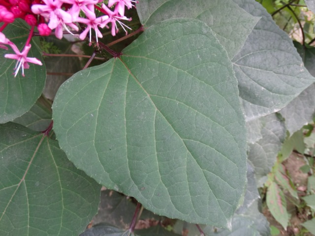 Clerodendrum bungei