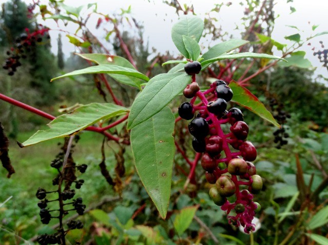 Phytolacca americana