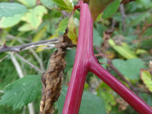 Phytolacca americana