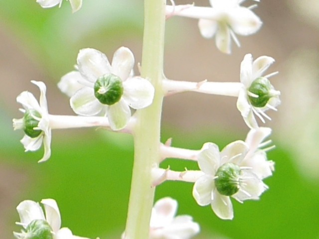 Phytolacca americana