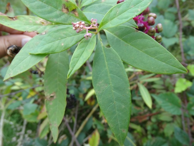 Phytolacca americana