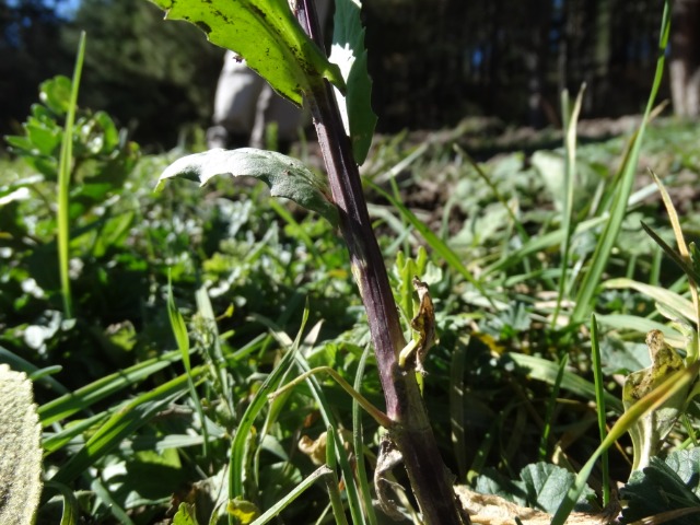 Thlaspi arvense
