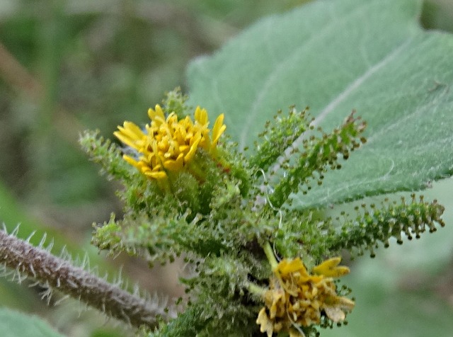 Sigesbeckia orientalis