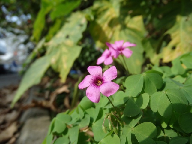 Oxalis articulata