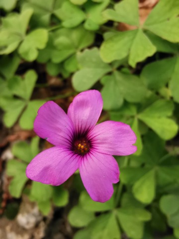 Oxalis articulata