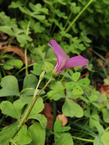 Oxalis articulata