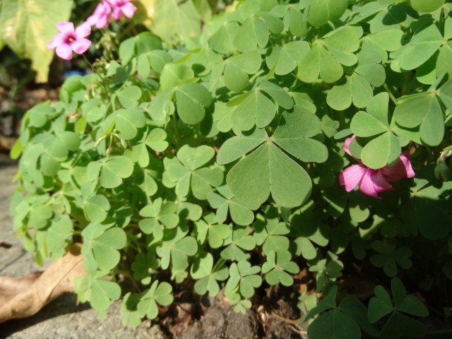 Oxalis articulata