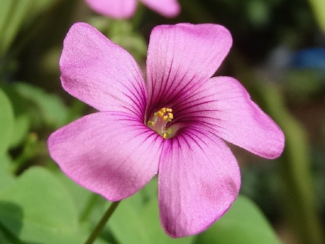 Oxalis articulata