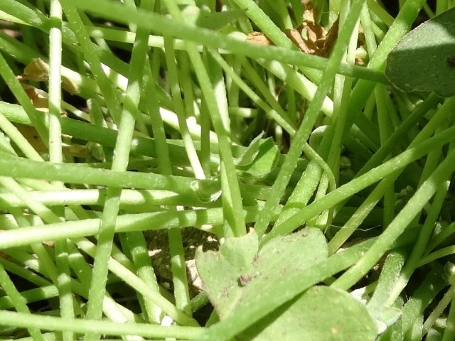 Oxalis articulata