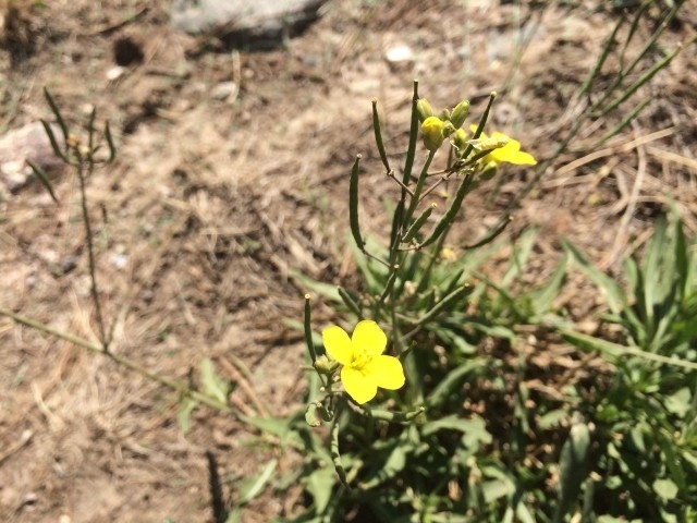 Brassica elongata