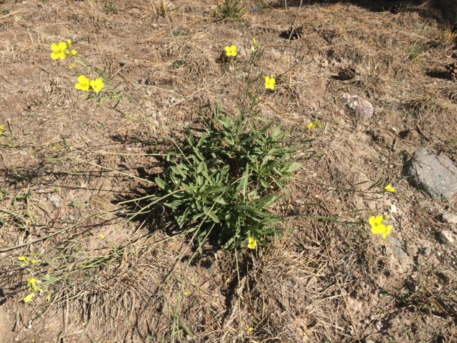 Brassica elongata