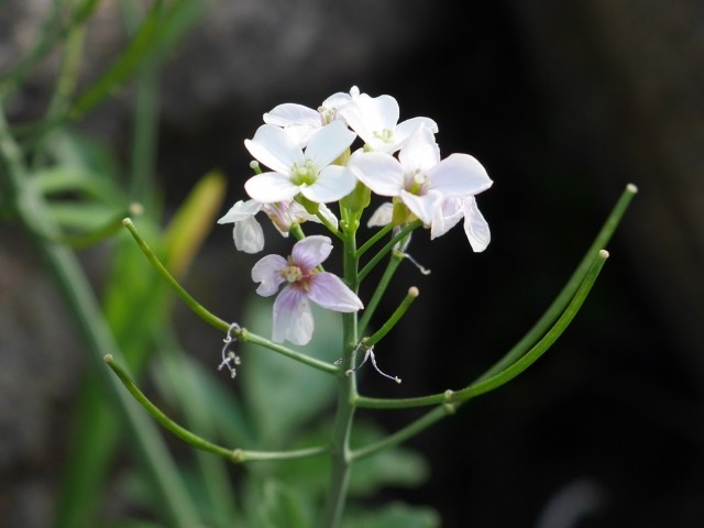 Cardamine hirsuta