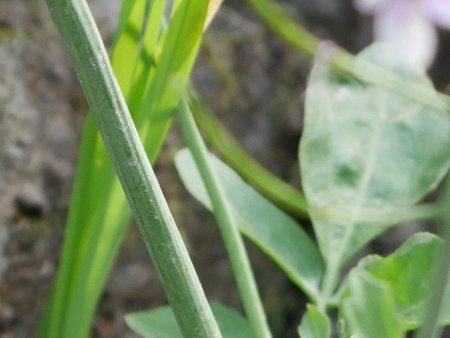 Cardamine hirsuta