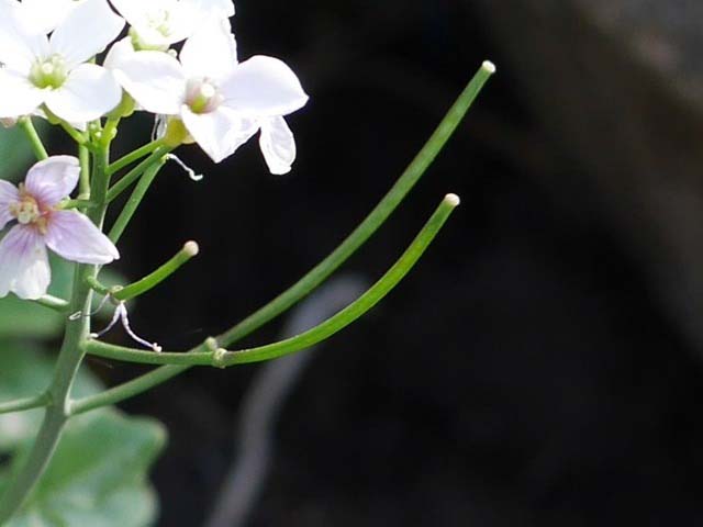 Cardamine hirsuta