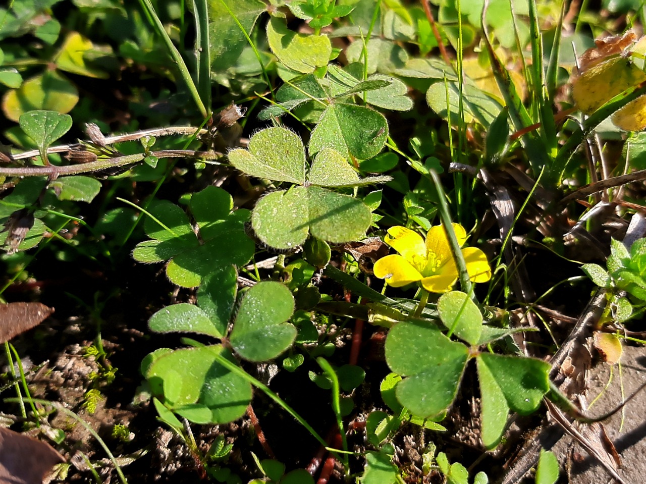 Oxalis corniculata