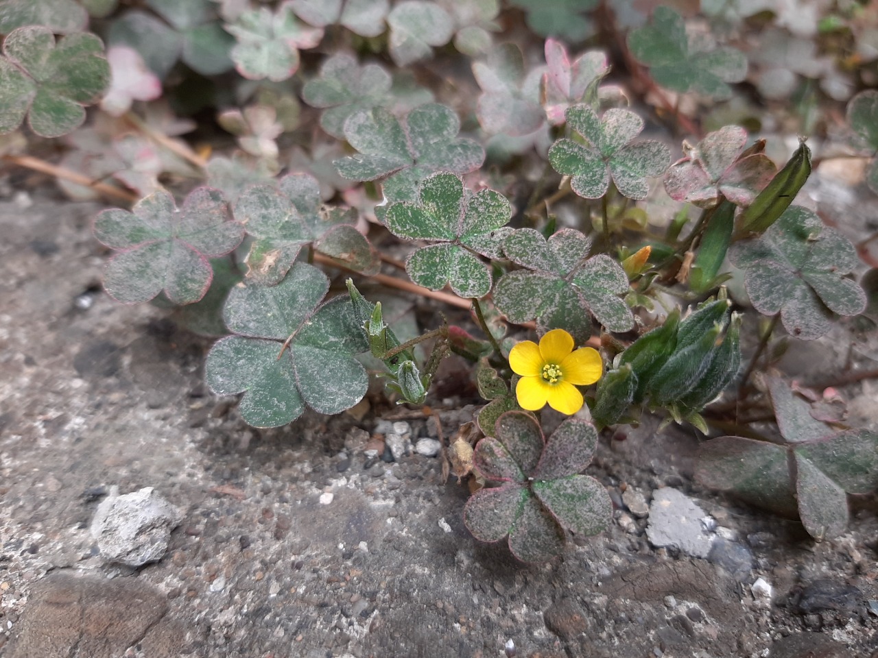 Oxalis corniculata