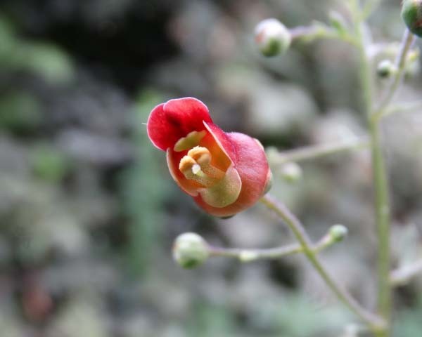 Scrophularia scopolii