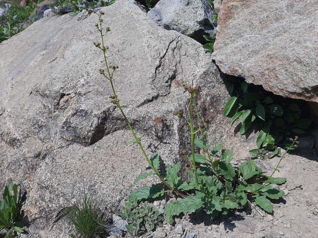 Scrophularia scopolii