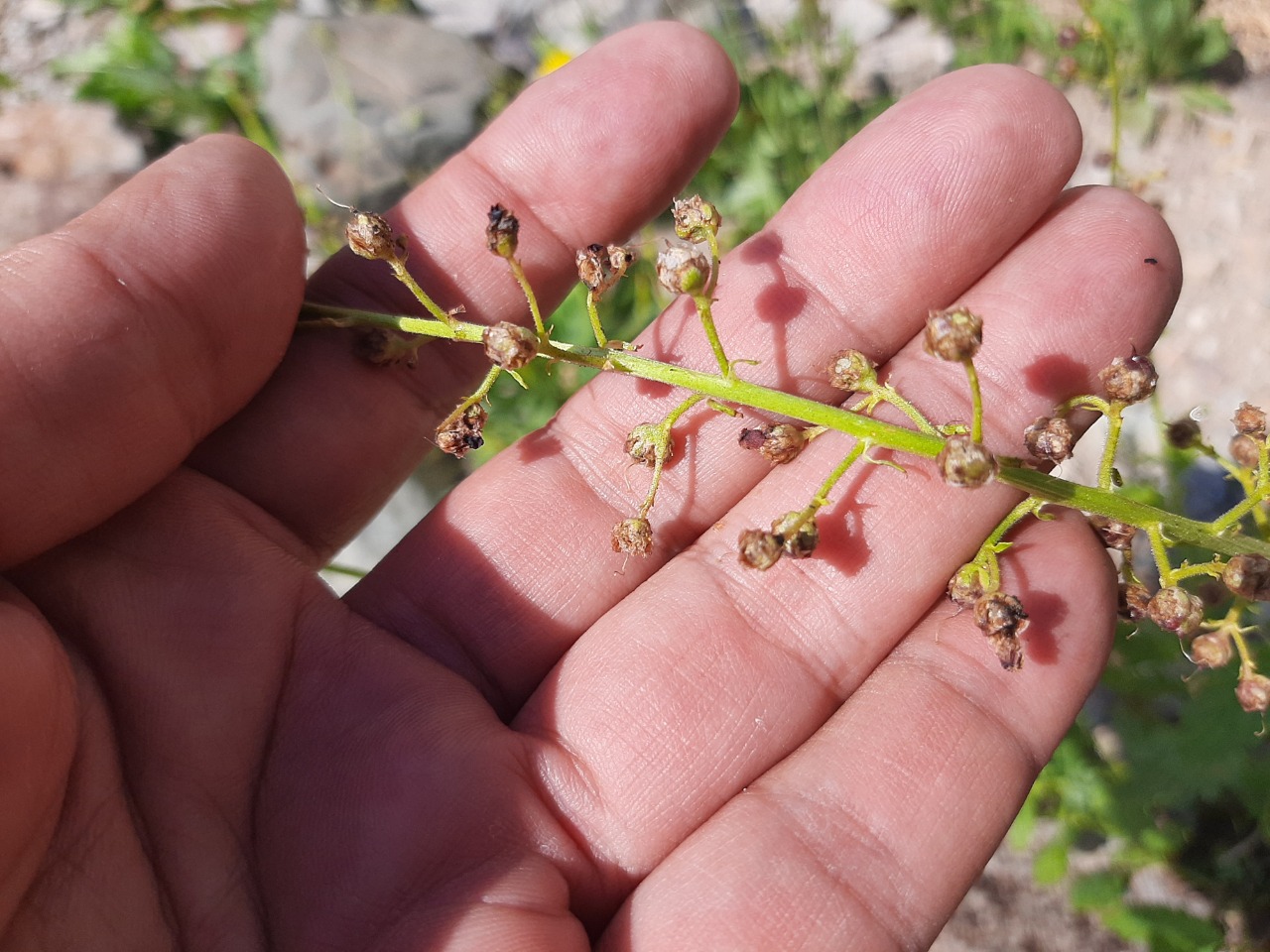 Scrophularia scopolii