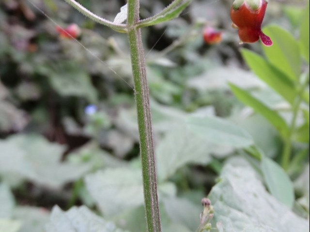 Scrophularia scopolii