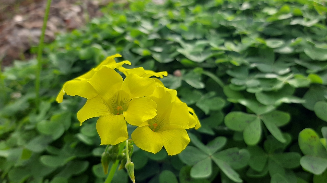 Oxalis pes-caprae