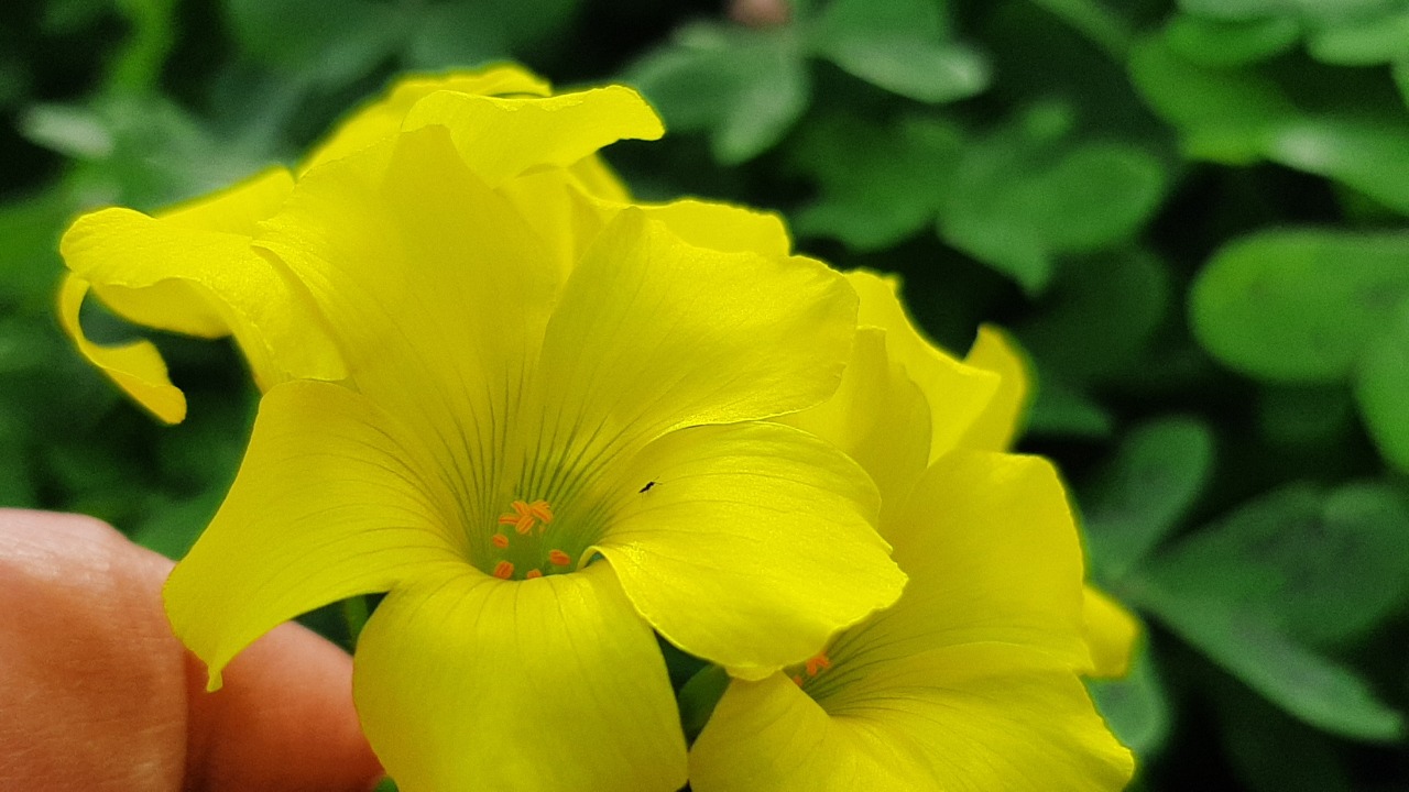 Oxalis pes-caprae