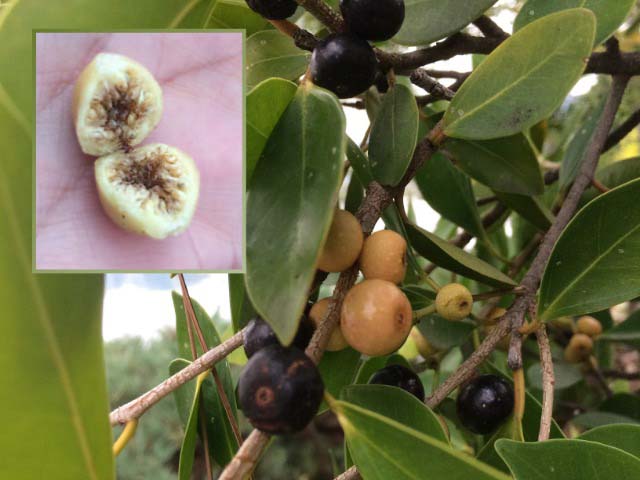 Ficus microcarpa