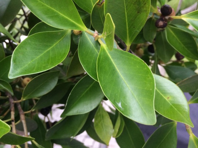 Ficus microcarpa