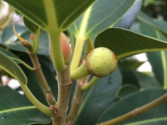 Ficus rubiginosa