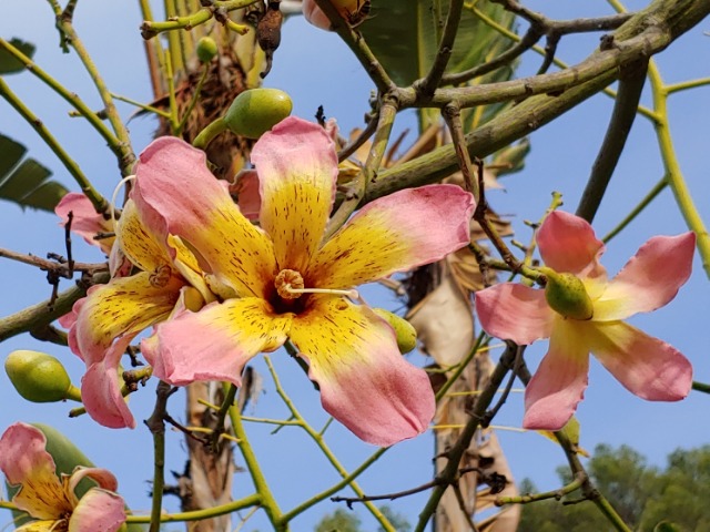 Ceiba speciosa