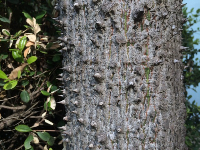 Ceiba speciosa