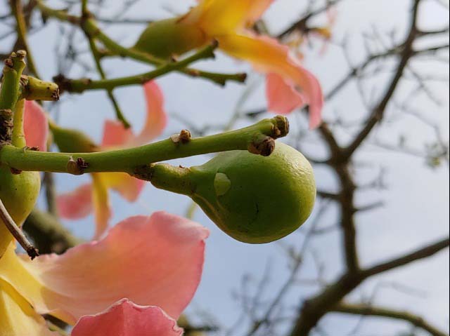 Ceiba speciosa