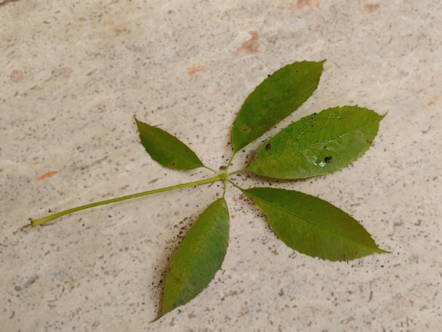 Ceiba speciosa