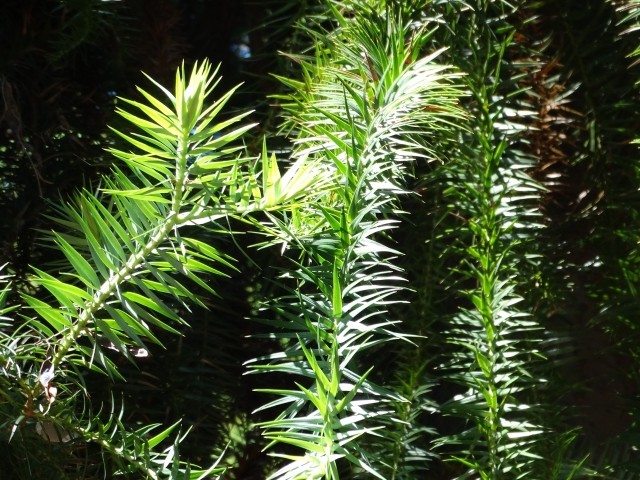 Araucaria angustifolia