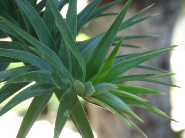 Araucaria angustifolia