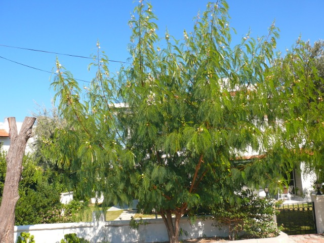 Leucaena leucocephala