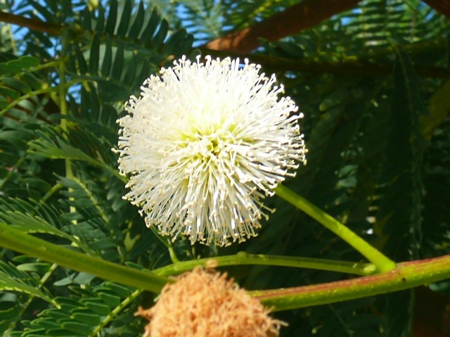 Leucaena leucocephala