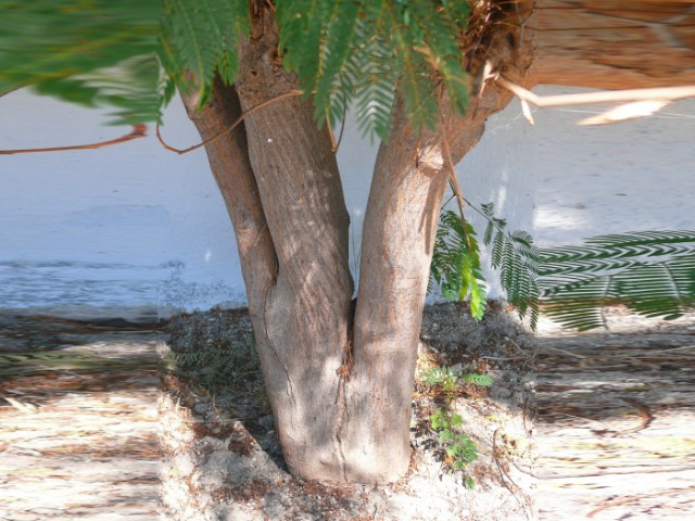 Leucaena leucocephala