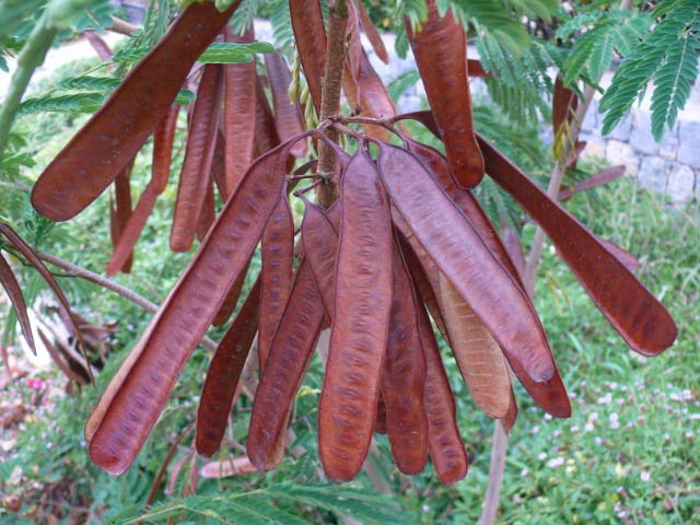 Leucaena leucocephala