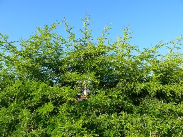 Acacia karroo