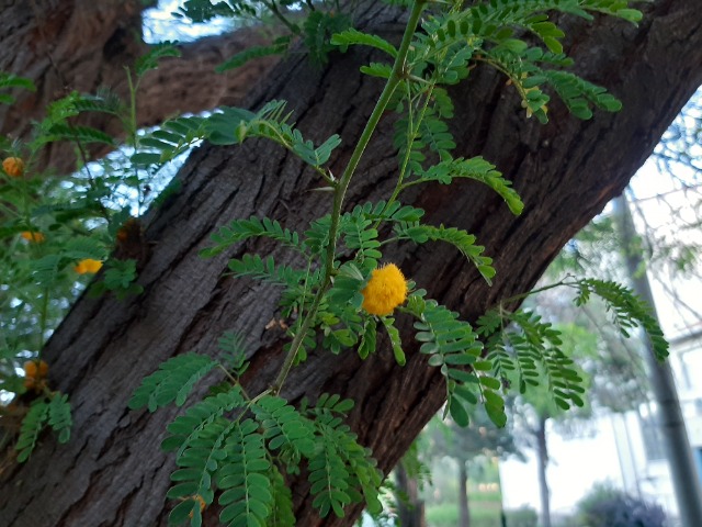 Acacia karroo