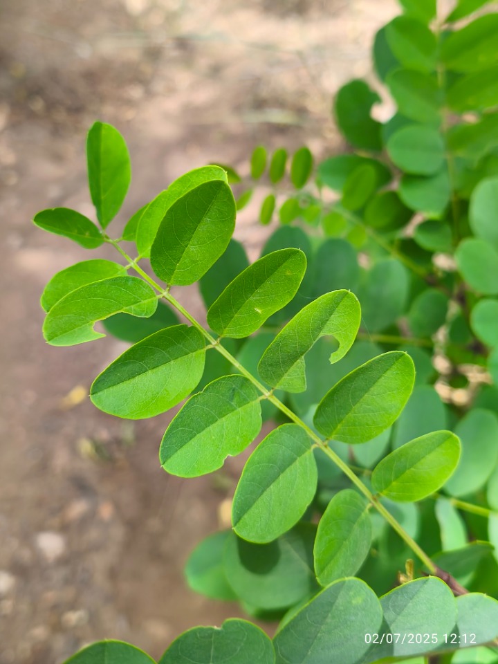 Acacia karroo