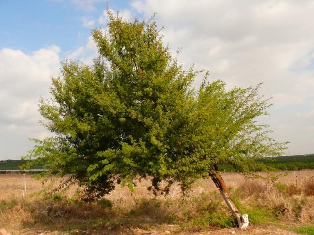 Acacia karroo