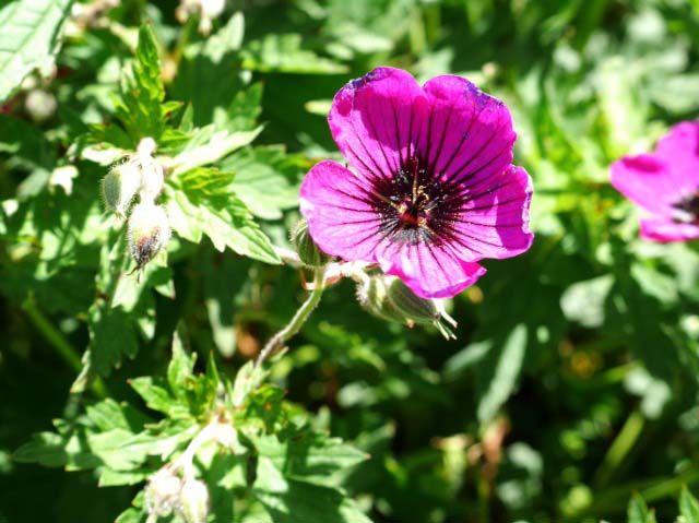 Geranium psilostemon