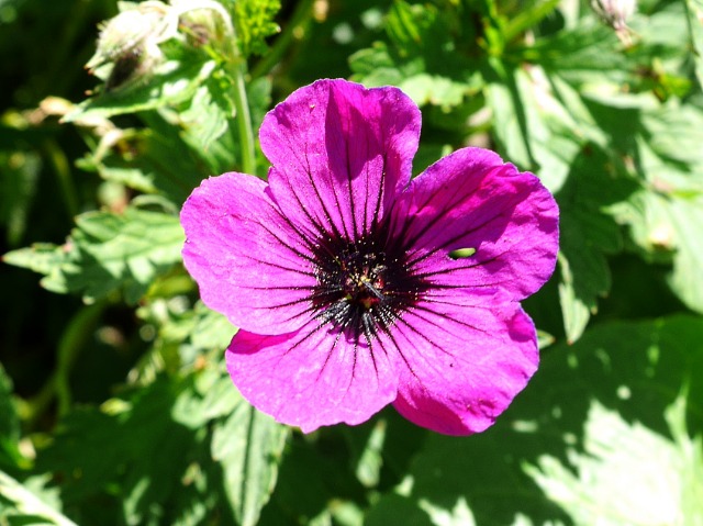 Geranium psilostemon