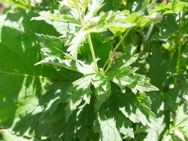 Geranium psilostemon