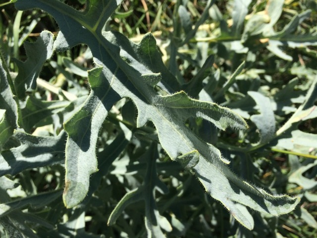 Crambe tataria var. tataria